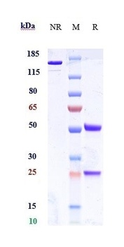 GLP1R Reference Antibody
