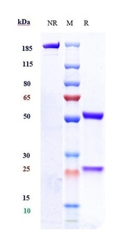 Tau Antibody