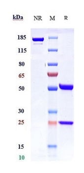 Integrin a4b7 (ITGA4 & ITGB7) Antibody (vedolizumab)