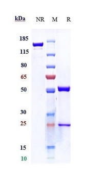 TNFSF2/TNFa Antibody