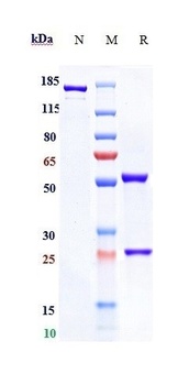 TNFRSF4/OX40/CD134 Antibody