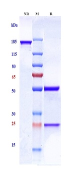 Integrin a2b3 (ITGA2 & ITGB3) Antibody