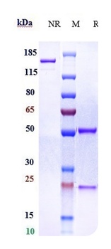 Siglec-15/CD33L3 Antibody
