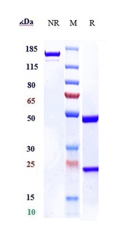 RTN4/NOGO Antibody
