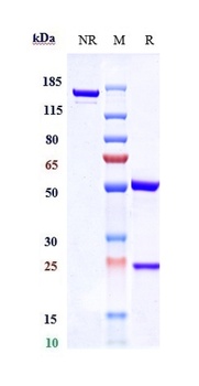 INHBB / Activin B Reference Antibody