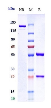 B7-H3/CD276 Antibody