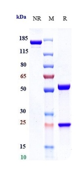 IL-6Ra/CD126 Antibody