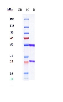 VEGFR2/KDR/CD309 Antibody