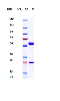 IL-6/IFNb2 Antibody