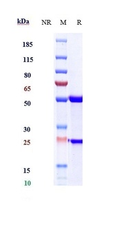 IL-23 Antibody