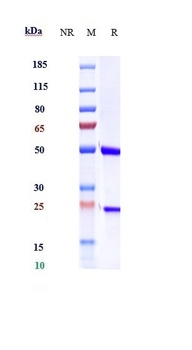 F8 / Factor VIII Reference Antibody