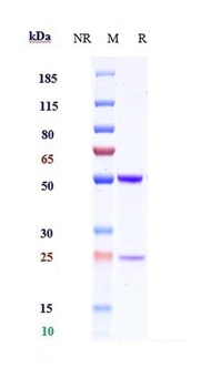 IL-1b Antibody