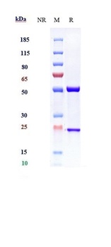IL-13 Antibody