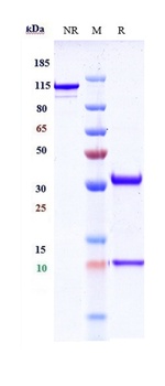 ERBB1/EGFR/HER1 Antibody