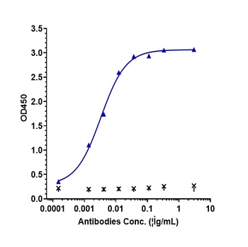 IFNg Antibody