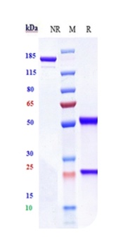 IGF1-R/IGFR1/CD221 Antibody