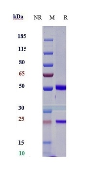 CD47 Antibody