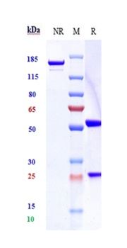 Sortilin/SORT1 Antibody