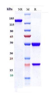 FGFR1 / CD331 Reference Antibody