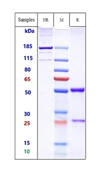 ERBB2/HER2/CD340 Antibody