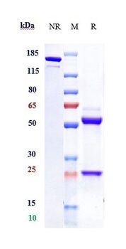 EphA3 Antibody