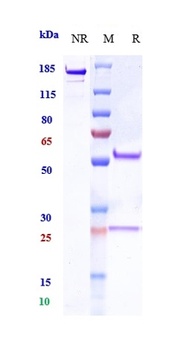 Complement Factor B Reference Antibody