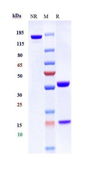 CXCR4 / CD184 Reference Antibody