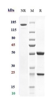 Integrin a4b7 (ITGA4 & ITGB7) Antibody (etrolizumab)