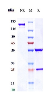 AXL/UFO Antibody
