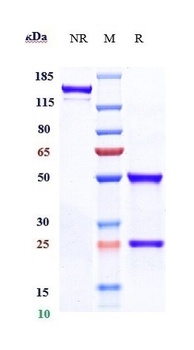 ABCB5 Reference Antibody