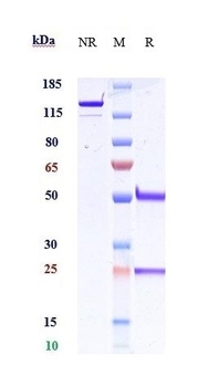 IFNa1 Reference Antibody