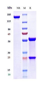 TNFSF4/OX40L/CD252 Antibody