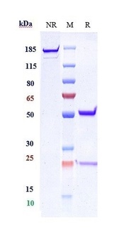 Integrin a4b7 (ITGA4 & ITGB7) Antibody (abrilumab)