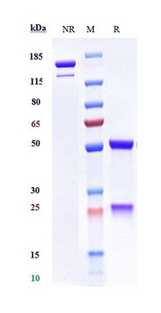 MICA Antibody