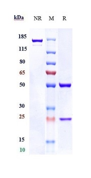 RG1 Antibody