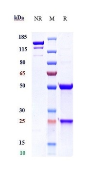 TMEFF2 Reference Antibody