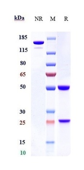 STOP1 Reference Antibody