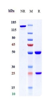 GPR73/PROKR1 Antibody