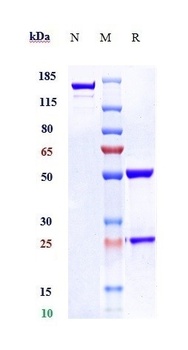 SERPINE1 Reference Antibody