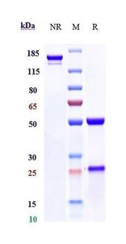 HGFA Reference Antibody