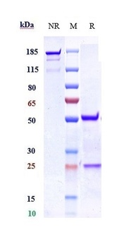 GPR44 / PTGDR2 / CD294 Reference Antibody