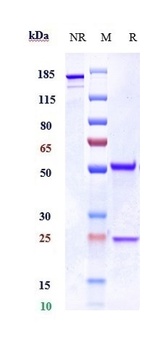 CXCR3 / GPR9 / CD183 Reference Antibody
