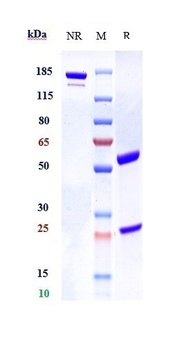 ILDR2 Antibody