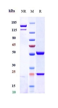 INHBA/Activin A Antibody