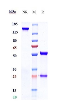 TROP2 Antibody