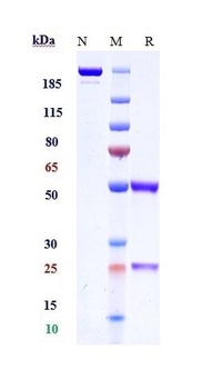 TLR2/CD282 Antibody