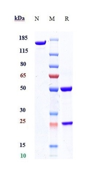 Tau Antibody