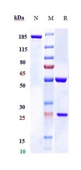 STAB1 Antibody