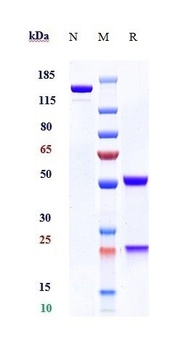 SEMA4D/CD100 Antibody