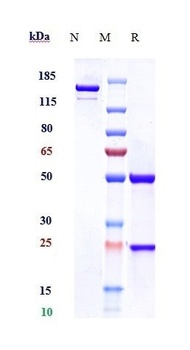 PDGFC / VEGFE Reference Antibody